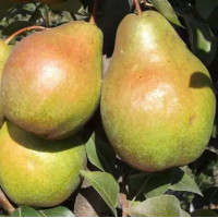 Саджанець груші Бера Осіння — десертний пізньоосінній сорт