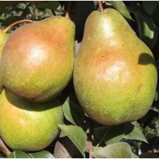 Саджанець груші Бера Осіння — десертний пізньоосінній сорт