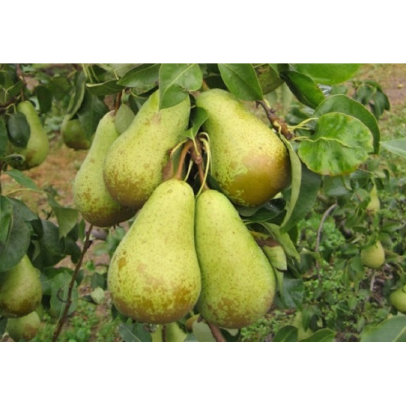 Саджанець груші Конференція — осінній сорт