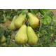 Саджанець груші Конференція — осінній сорт