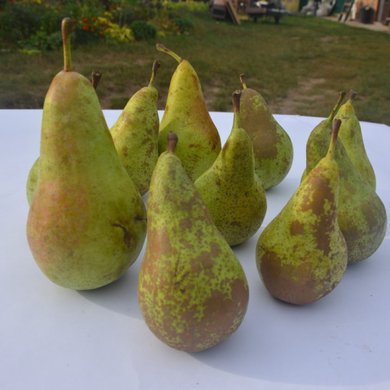 Саджанець груші Конференція — осінній сорт