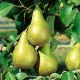 Саджанець груші Конференція — осінній сорт