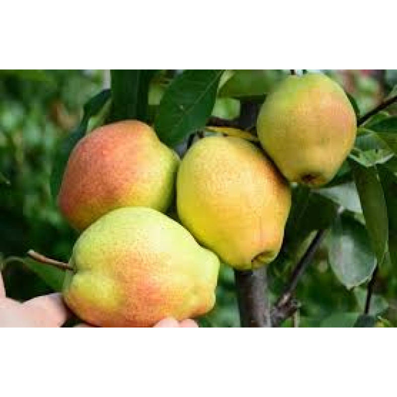 Саджанець груші Киргизька — великоплідна та ароматна