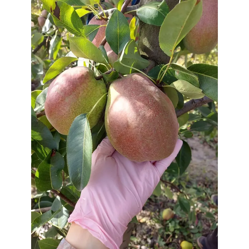 Саджанець груші Киргизька — великоплідна та ароматна