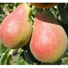 Саджанець груші Киргизька — великоплідна та ароматна