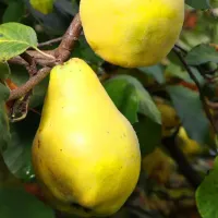 Саджанець айви грушоподібної — ароматна і врожайна