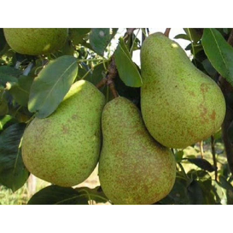 Саджанець груші Бера Осіння — десертний пізньоосінній сорт