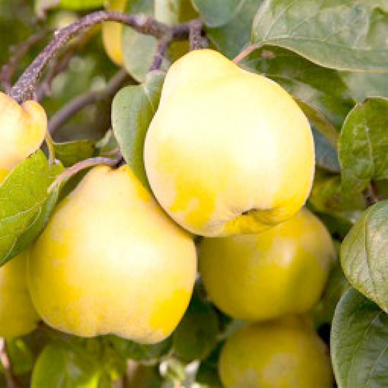 Саджанець айви грушоподібної — ароматна і врожайна