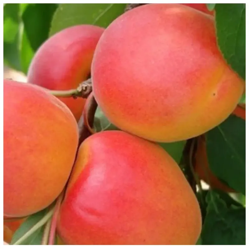 Саджанець абрикоса Цегледі Бібер — ранній, соковитий, ароматний сорт