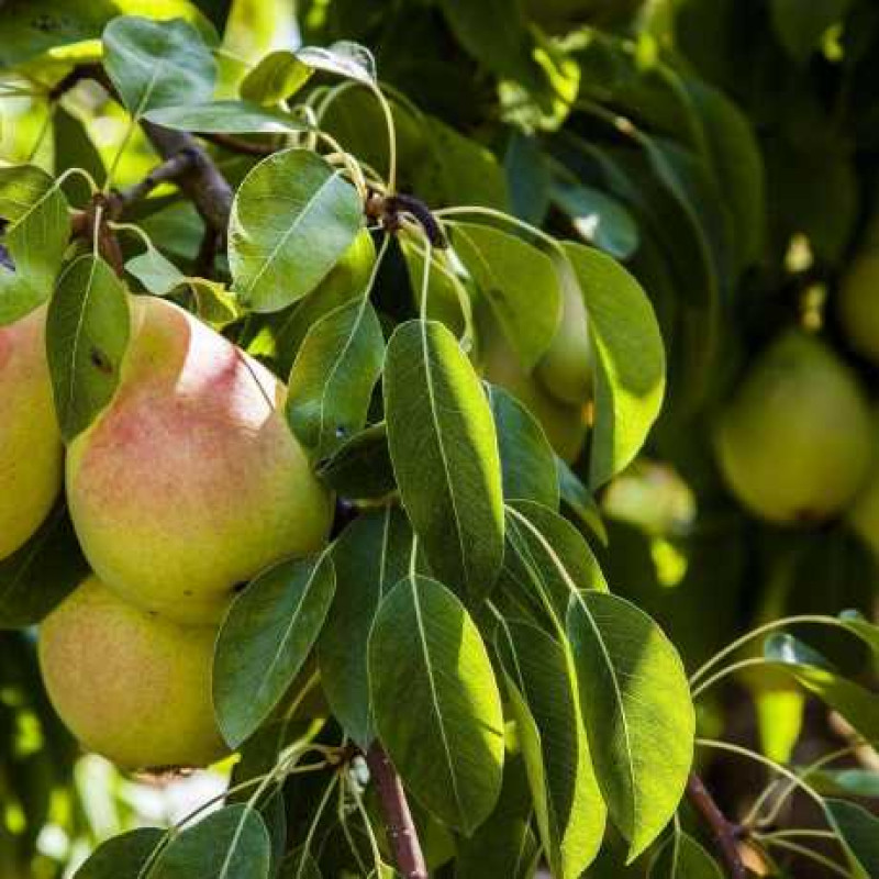 Саджанець груші Бера Осіння — десертний пізньоосінній сорт