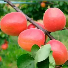 Саджанець абрикоса Мелітопольський Ранній — ранній, соковитий, ароматний сорт