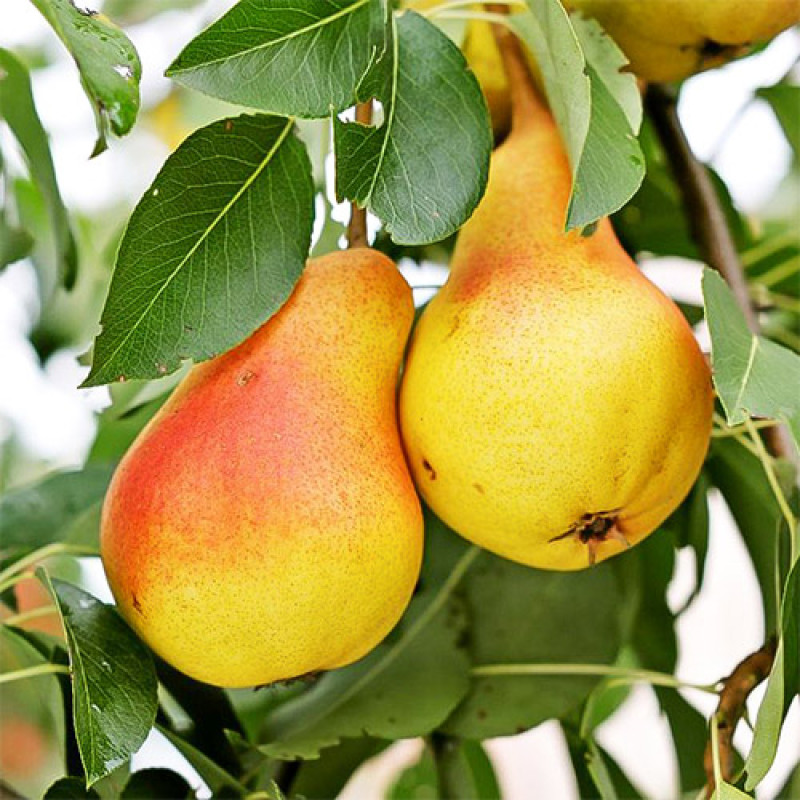 Саджанець груші Вільямс — ароматний літньо-осінній сорт