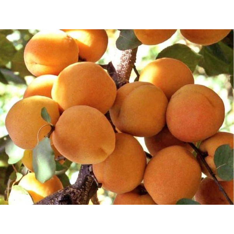 Саджанець абрикоса Цегледі Бібер — ранній, соковитий, ароматний сорт
