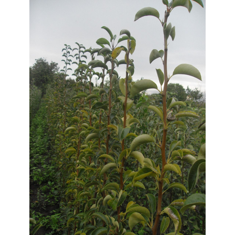 Саджанець груші Вільямс — ароматний літньо-осінній сорт