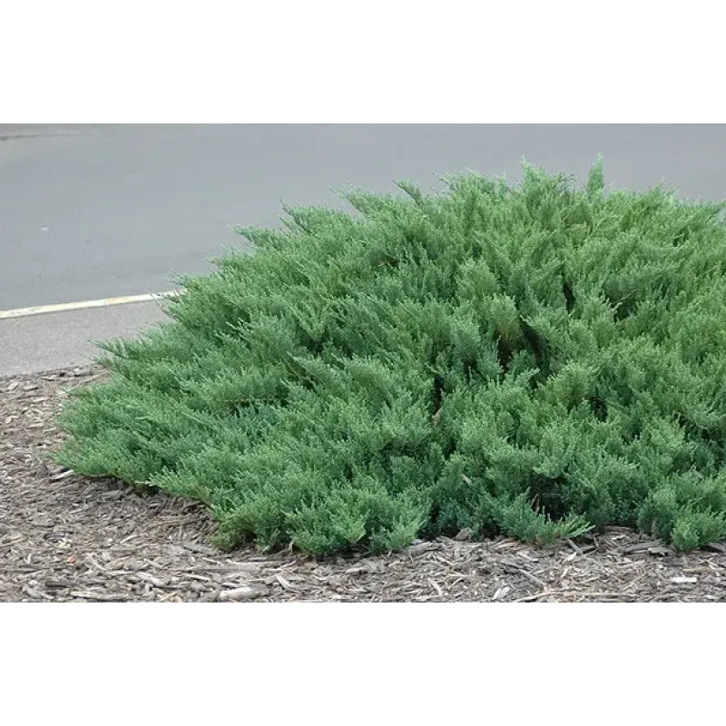 Саджанець ялівця Tamariscifolia — декоративний, хвойний, стійкий до морозів