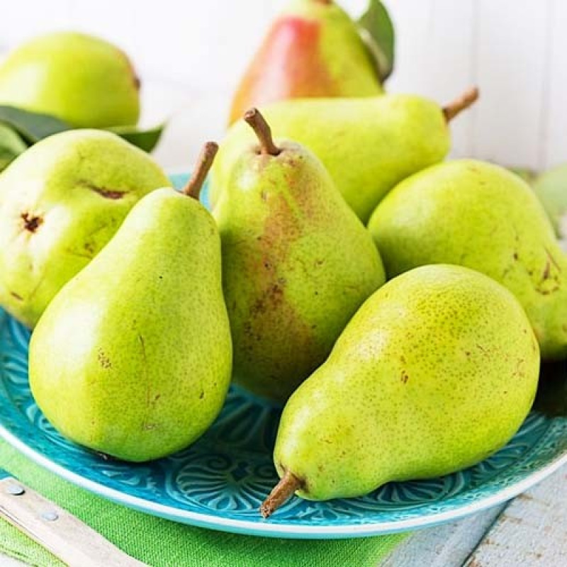 Саджанець груші Ноябрьська — пізній зимовий сорт із тривалим зберіганням