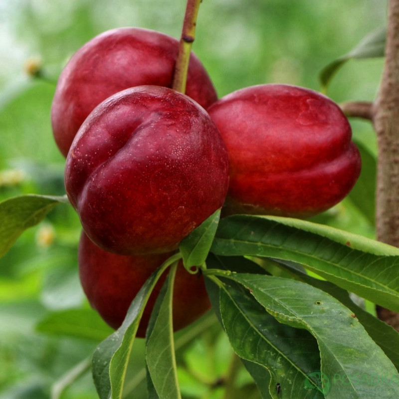 Саджанець нектарина Ванг 8 — ранній, десертний, соковитий сорт