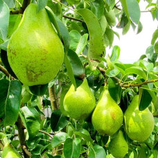 Саджанець груші Ноябрьська — пізній зимовий сорт із тривалим зберіганням