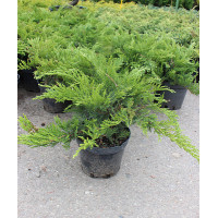 Саджанець ялівця Tamariscifolia — декоративний, хвойний, стійкий до морозів