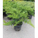 Саджанець ялівця Tamariscifolia — декоративний, хвойний, стійкий до морозів