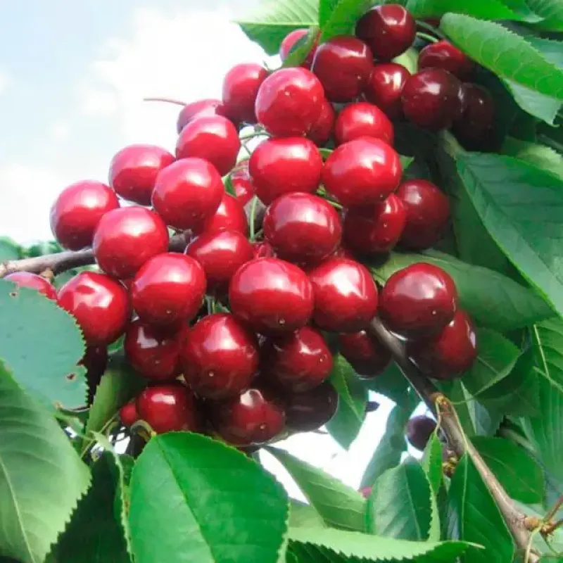 Саджанець черешні Бурлат — рання, самоплідна, високоврожайна