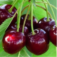 Саджанець черешні Ріван — надрання, самоплідна, десертна