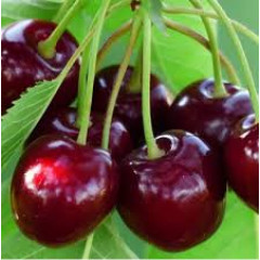 Саджанець черешні Ріван — надрання, самоплідна, десертна