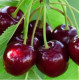 Саджанець черешні Ріван — надрання, самоплідна, десертна