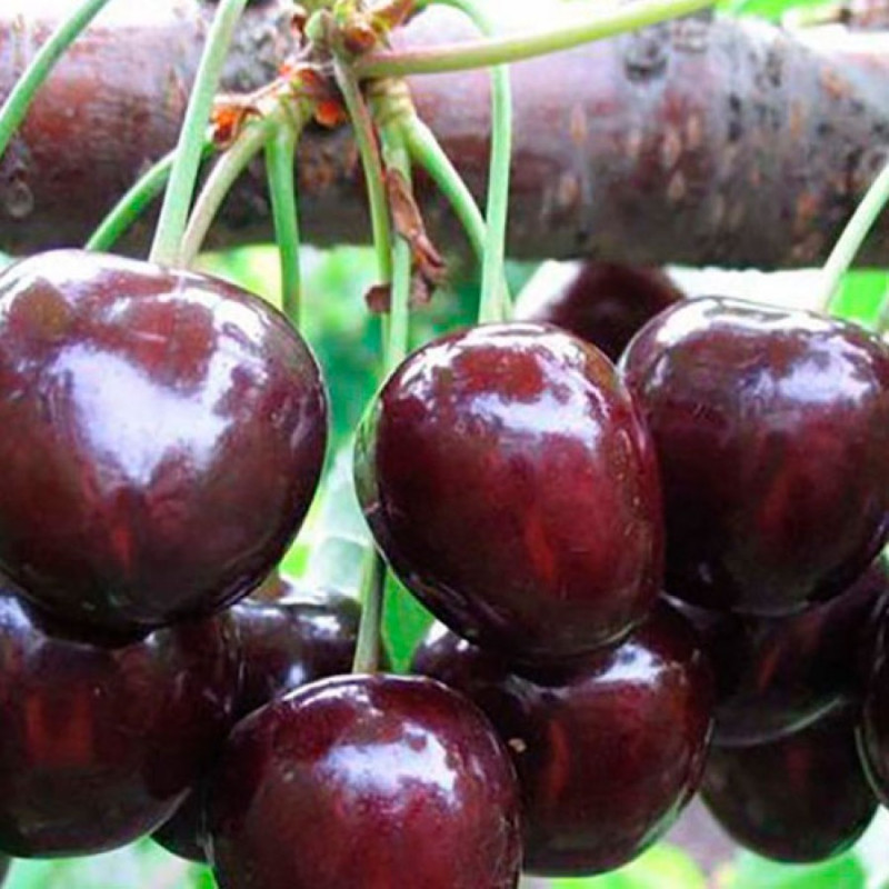 Саджанець черешні Ріван — надрання, самоплідна, десертна