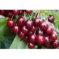 Саджанець черешні Регіна — пізня, великоплідна, транспортабельна