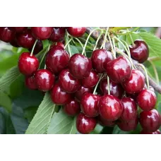 Саджанець черешні Регіна — пізня, великоплідна, транспортабельна