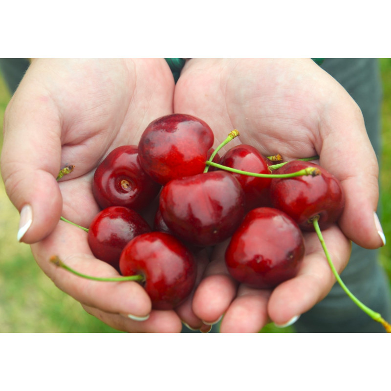 Саджанець черешні Регіна — пізня, великоплідна, транспортабельна