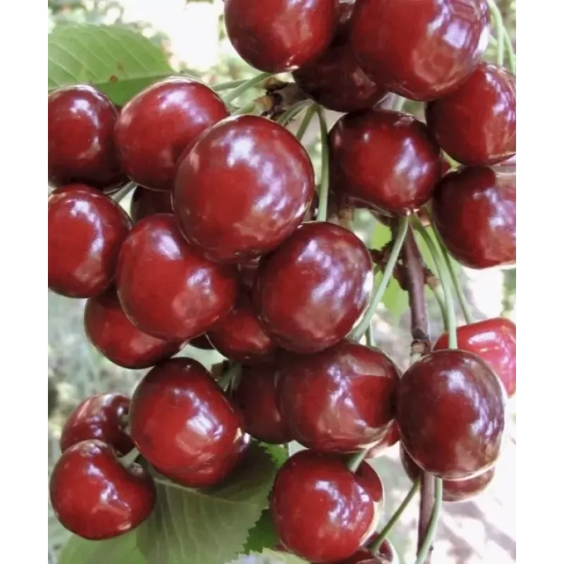 Саджанець черешні Регіна — пізня, великоплідна, транспортабельна