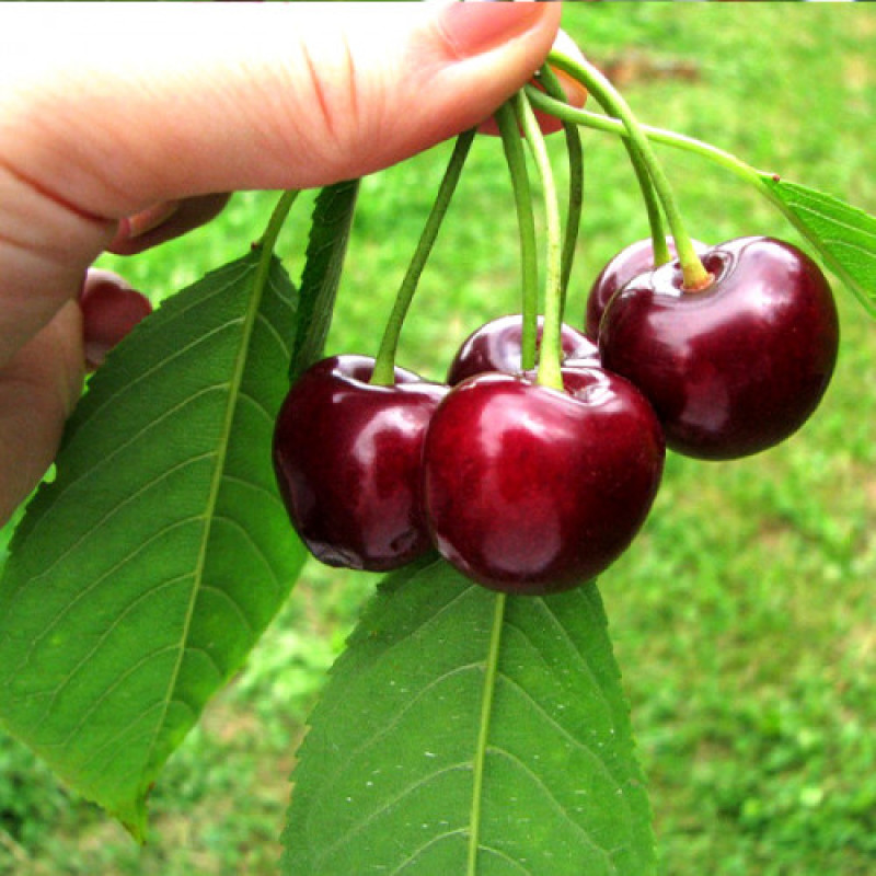 Саджанець черешні Дачниця — середньорання, самоплідна, врожайна