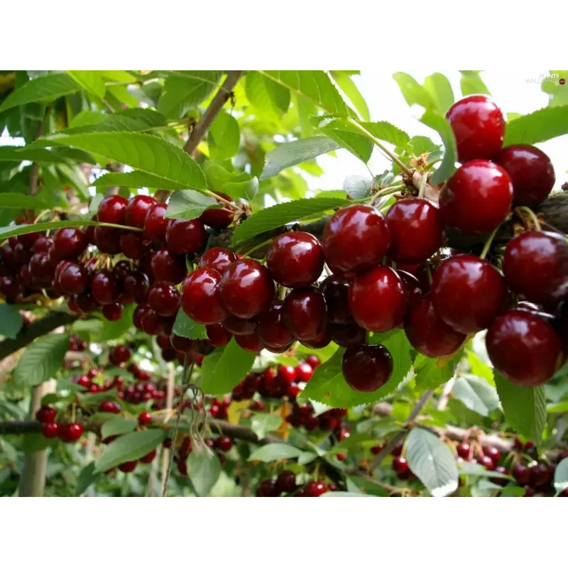 Саджанець черешні Кордія — середньопізній, великоплідний, десертний сорт