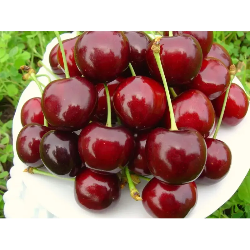 Саджанець черешні Ерлізе — рання, самоплідна, великоплідна