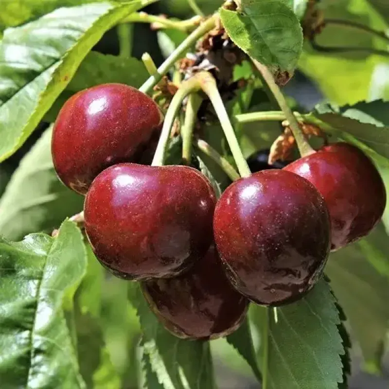 Саджанець черешні Ерлізе — рання, самоплідна, великоплідна