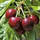 Саджанець черешні Ерлізе — рання, самоплідна, великоплідна