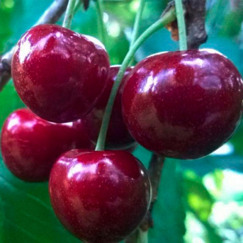 Саджанець черешні Васіліса — надвеликоплідна, солодка, урожайна