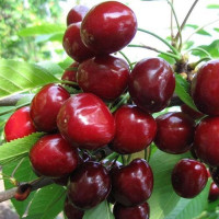 Саджанець черешні Васіліса — надвеликоплідна, солодка, урожайна