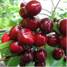 Саджанець черешні Васіліса — надвеликоплідна, солодка, урожайна
