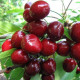 Саджанець черешні Васіліса — надвеликоплідна, солодка, урожайна