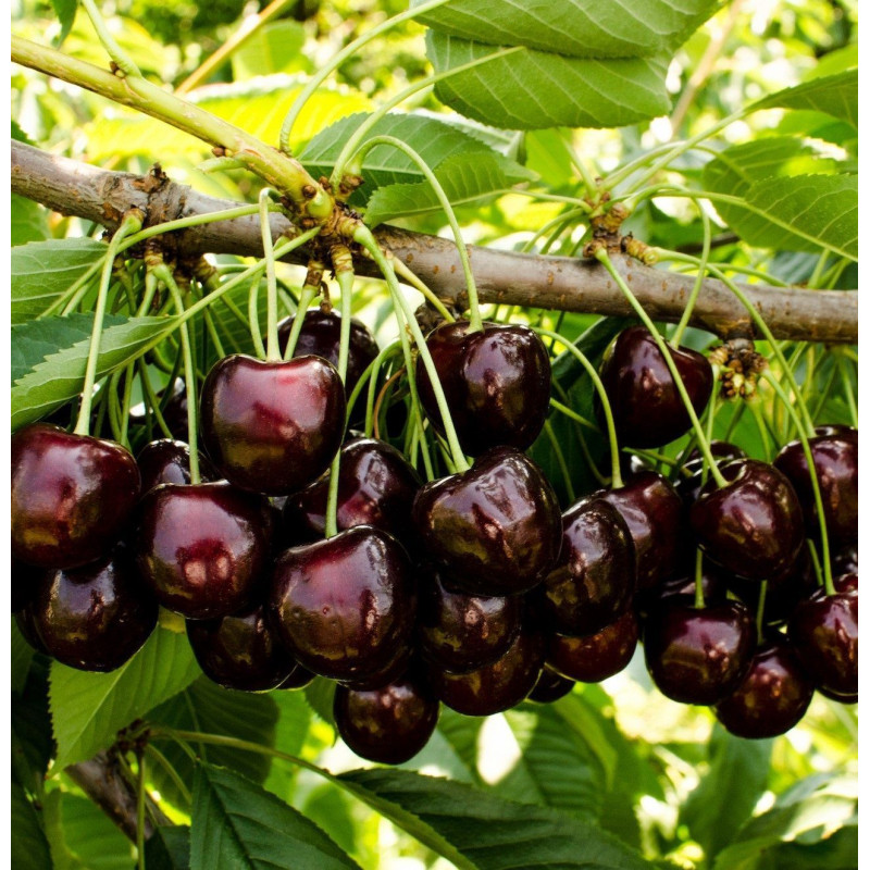 Саджанець черешні Бурлат — рання, самоплідна, високоврожайна