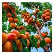 Саджанець абрикоса Поліський Великий — середньоранній, великоплідний, десертний сорт