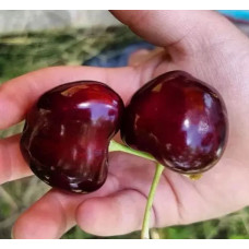 Саджанець черешні Ерлізе — рання, самоплідна, великоплідна