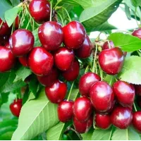 Саджанець черешні Стокато — пізній, десертний, стійкий сорт