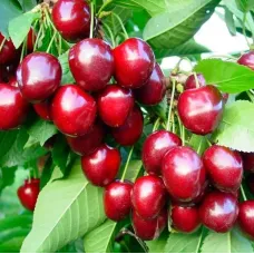 Саджанець черешні Стокато — пізній, десертний, стійкий сорт
