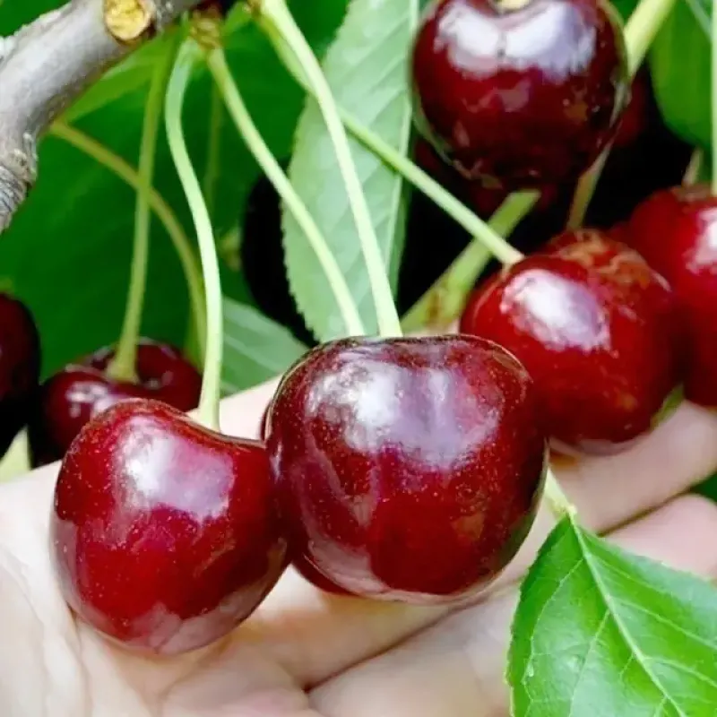 Саджанець черешні Стокато — пізній, десертний, стійкий сорт