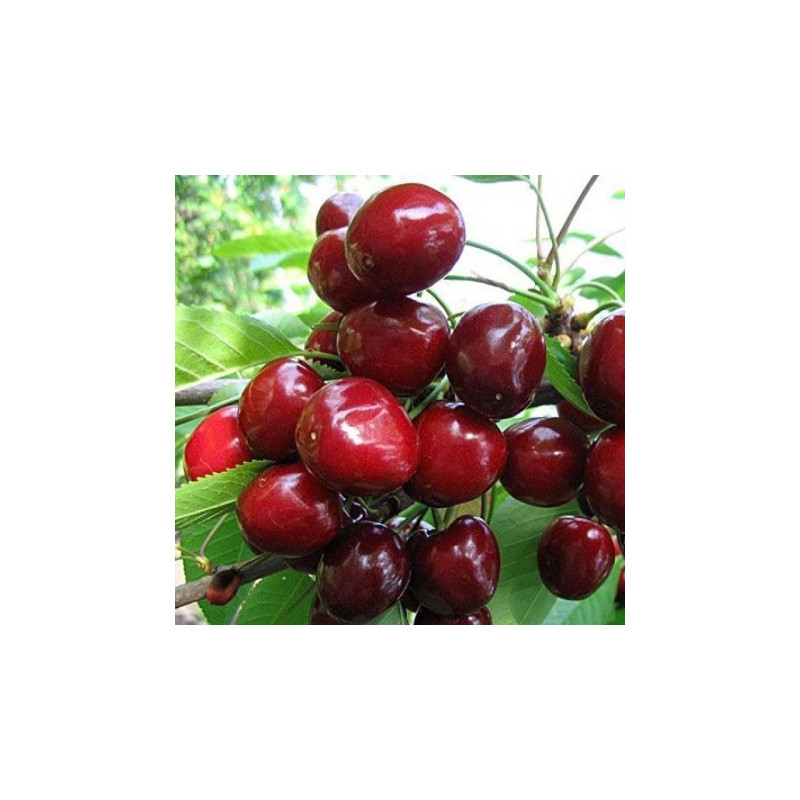 Саджанець черешні Стокато — пізній, десертний, стійкий сорт