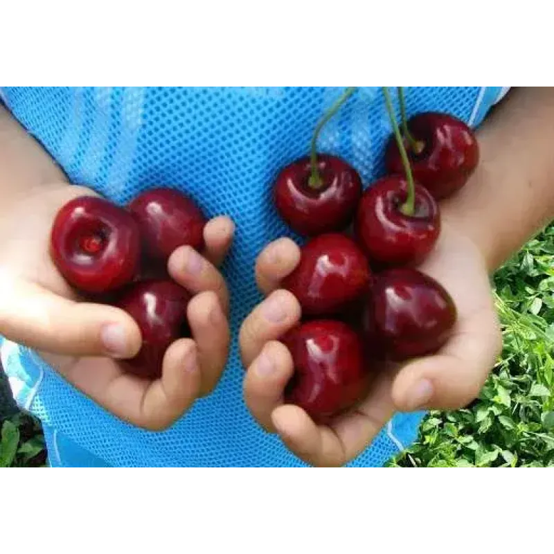 Саджанець черешні Самба — середньопізній, десертний, урожайний сорт